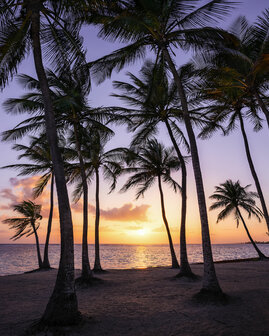 Komar Palmtrees on Beach SH022-VD2