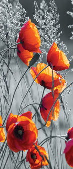 Poppies Door Mural Photo Wallpaper 11746VET