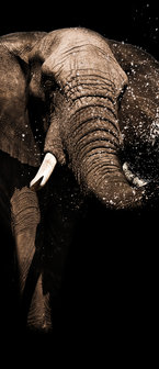 Elephant Door Mural Photo Wallpaper 11762VET