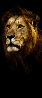 Lion Door Mural Photo Wallpaper 11766VET