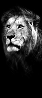 Lion Door Mural Photo Wallpaper 11768VET