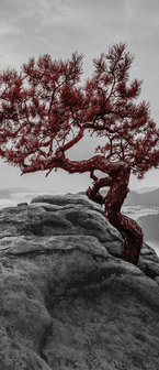 The tree on the rock Door Mural Photo Wallpaper 11771VET