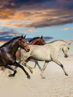 Galloping Mustangs Photo Wall Mural 20305VEA