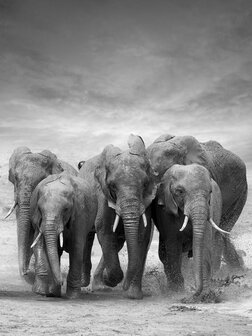 Elephants Photo Wall Mural 11578VEA