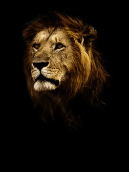 Lion Photo Wall Mural 11766VEA