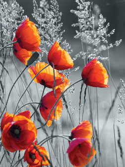 Poppies Photo Wall Mural 11746VEA