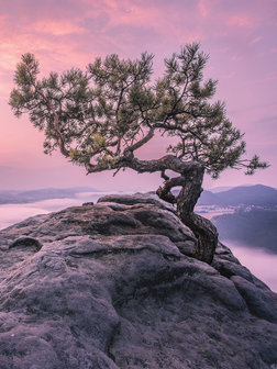 The tree on the rock Photo Wall Mural 11749VEA