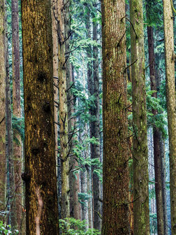 Forest Photo Wall Mural 11751VEA