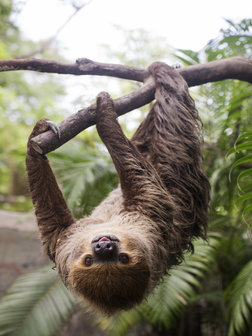 Sloth Photo Wall Mural 11858VEA