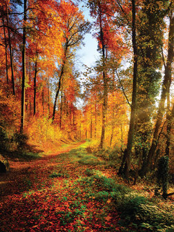 forest Photo Wall Mural 12108VEA