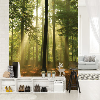 Forest in the Daylight Photo Wall Mural 10331VEA