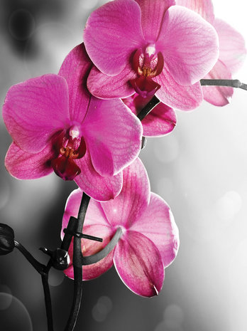 Pink Orchid Photo Wall Mural 10155VEA