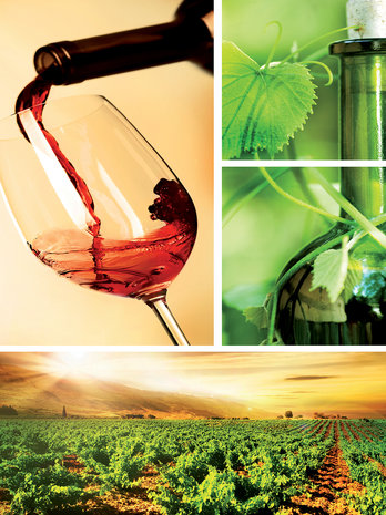 Wine Photo Wall Mural 20419VEA