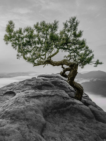 The tree on the rock Photo Wall Mural 11759VEA