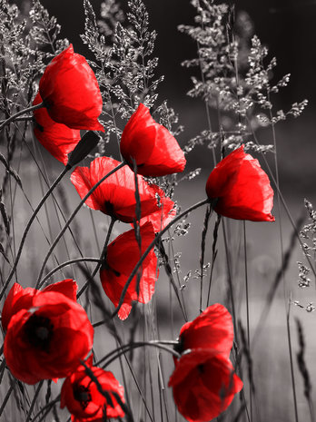 Poppies  Photo Wall Mural 11763VEA